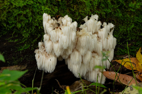 Lion’s Mane Health Benefits