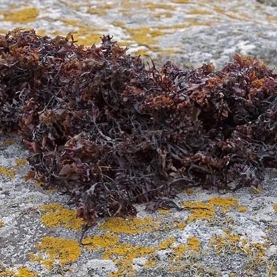 Irish Sea Moss & Bladderwrack Capsules